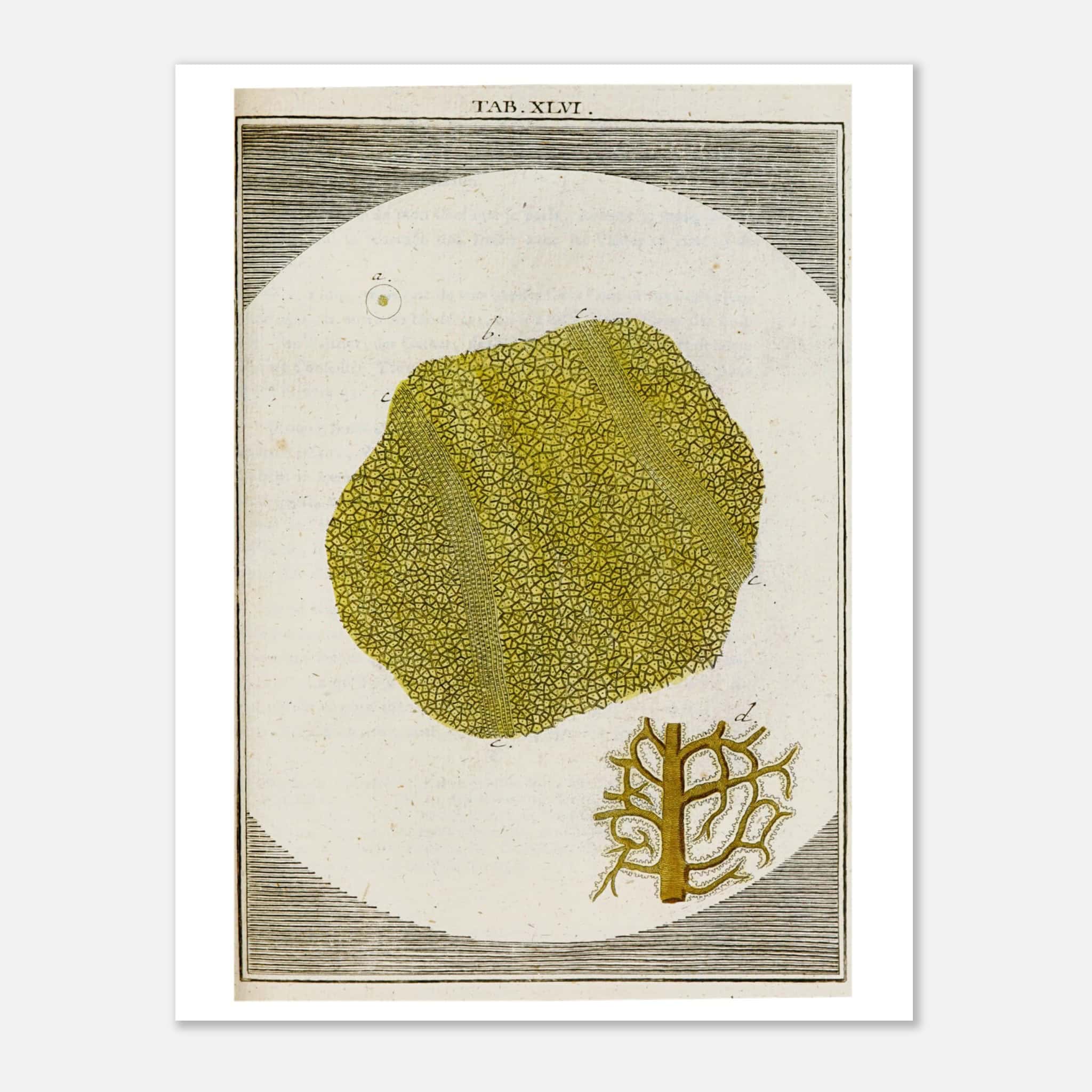 Plate XLVI (1764) by Martin Frobenius Ledermüller