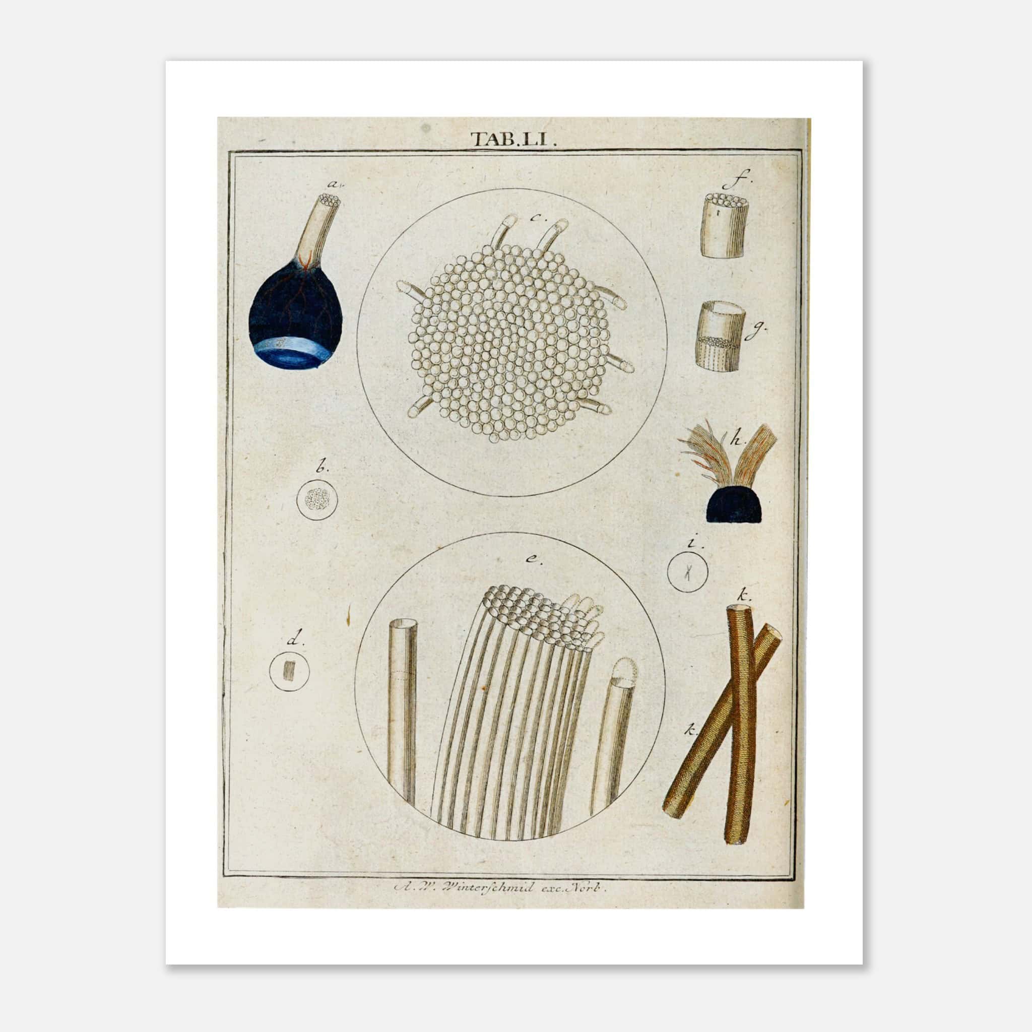 Plate LI (1766) by Martin Frobenius Ledermüller