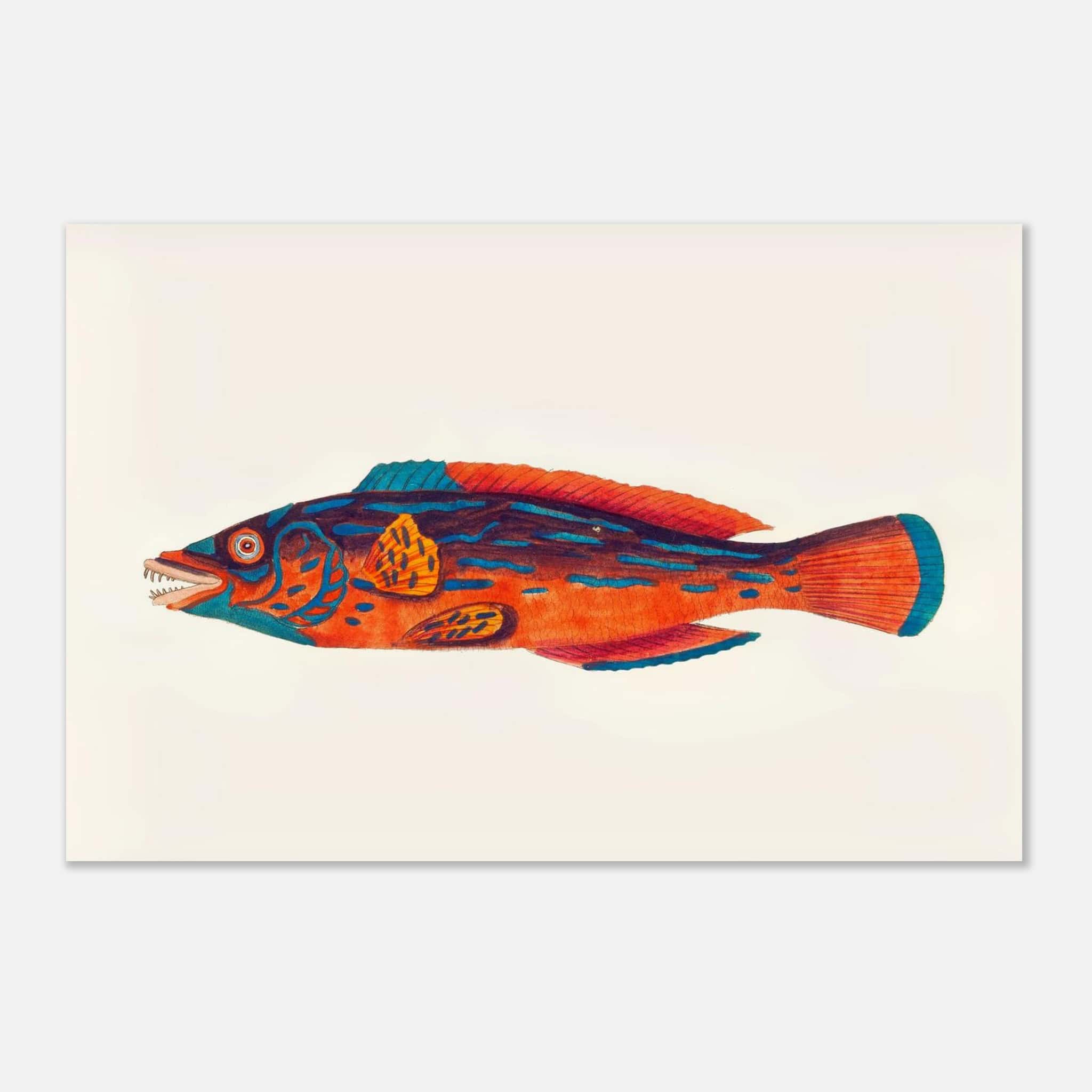 fish art print